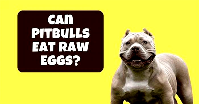 Are eggs bad for pitbulls