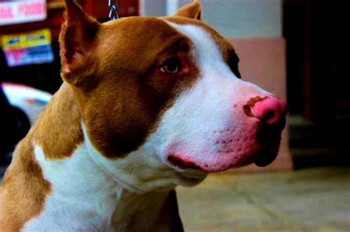 Are pitbulls high allergy?