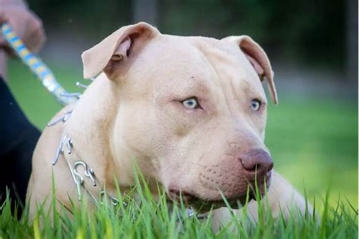 Are pitbulls hypoallergenic?