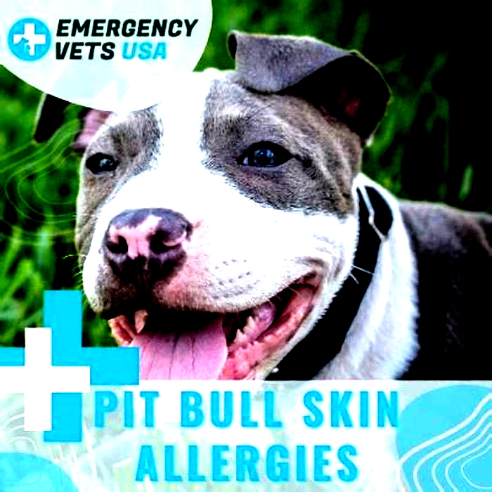 Are pitbulls prone to skin allergies