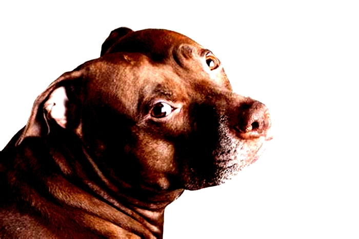 Are pitbulls prone to skin problems