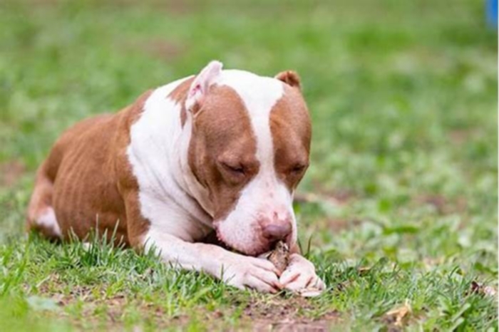 Are pitbulls sensitive to chicken?