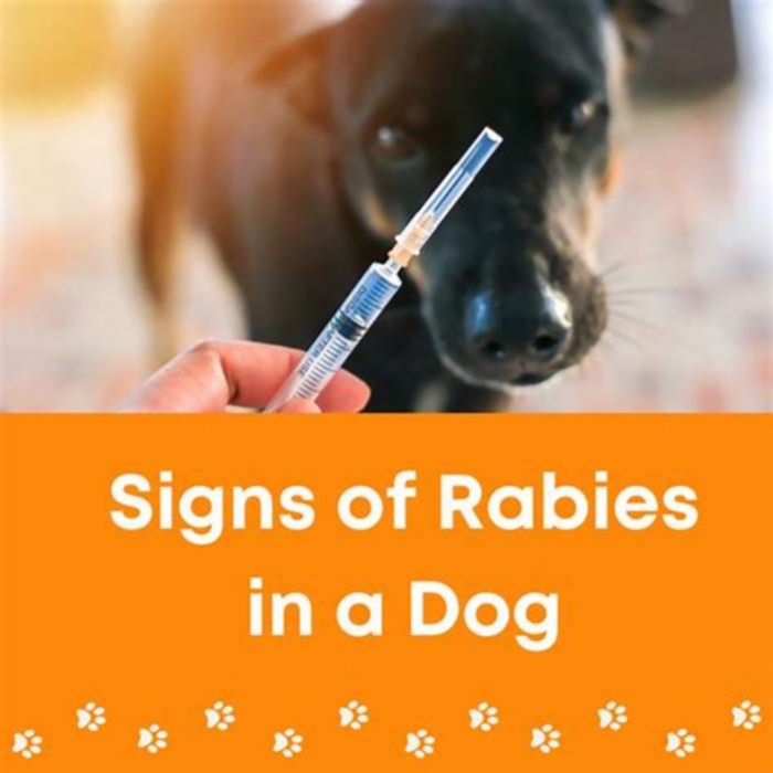 Can I get rabies if a dog scratches me?