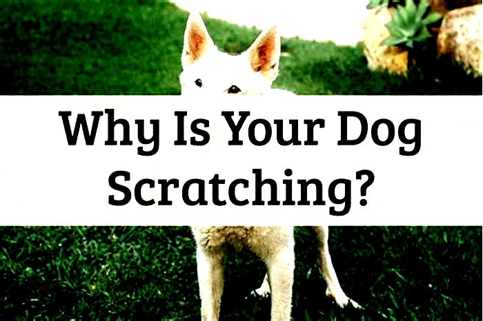 Can I get sick from a dog scratch