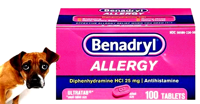 Can I give my dog Benadryl for severe itching?