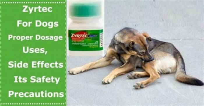 Can I give my dog Zyrtec for hives?