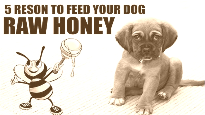 Can I give my dog raw honey?