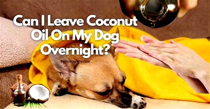 Can I leave coconut oil on my dog overnight