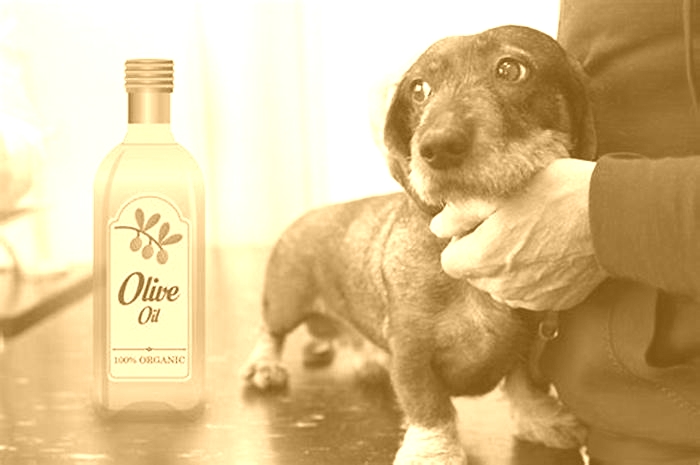 Can I put olive oil on my dog's itchy skin?