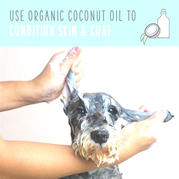 Can I rub coconut oil on my dog