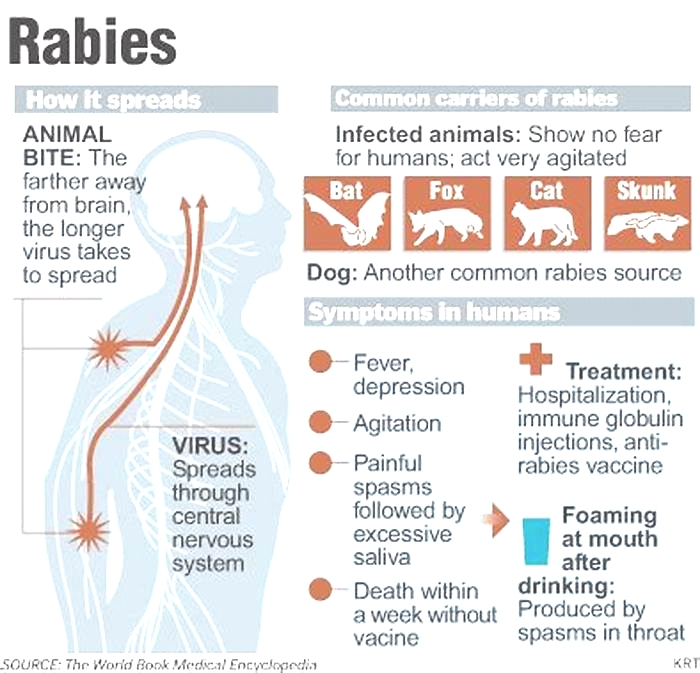 Can a small bite cause rabies