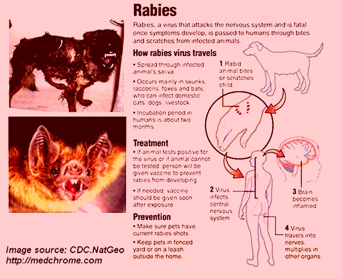 Can a very small scratch cause rabies?