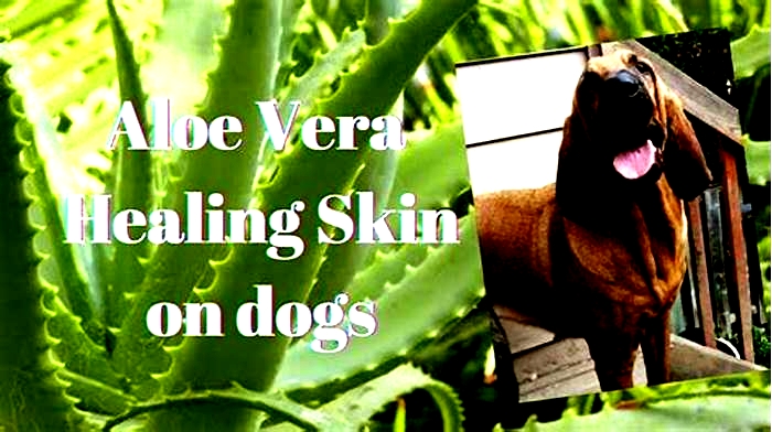 Can aloe vera help dogs itchy skin?