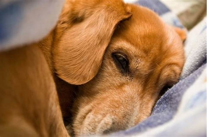 Can dog saliva give you a rash?