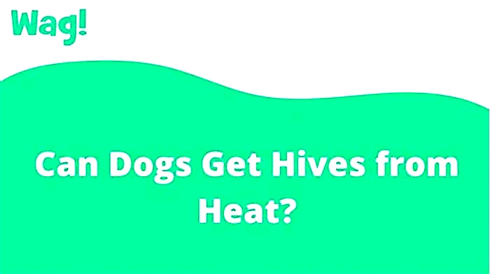 Can dogs get hives from heat