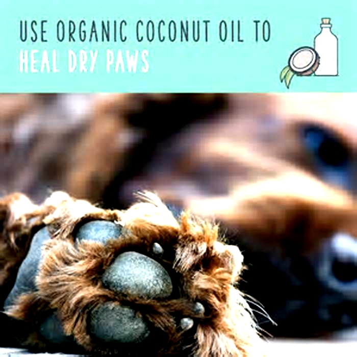 Can dogs lick coconut oil off their paws?