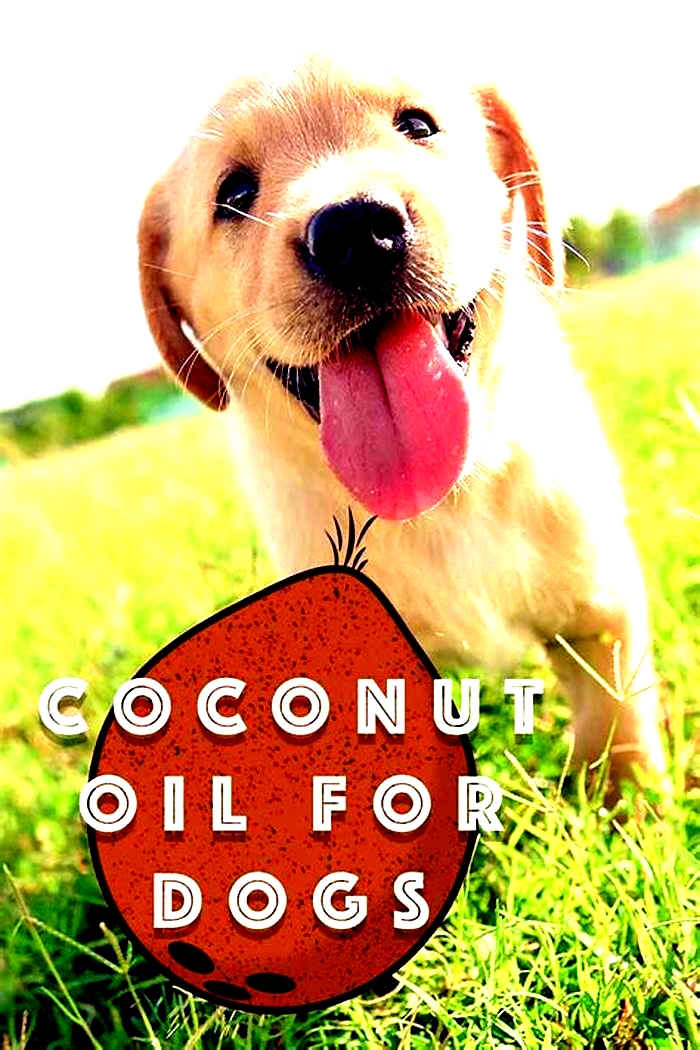 Can dogs lick off coconut oil?