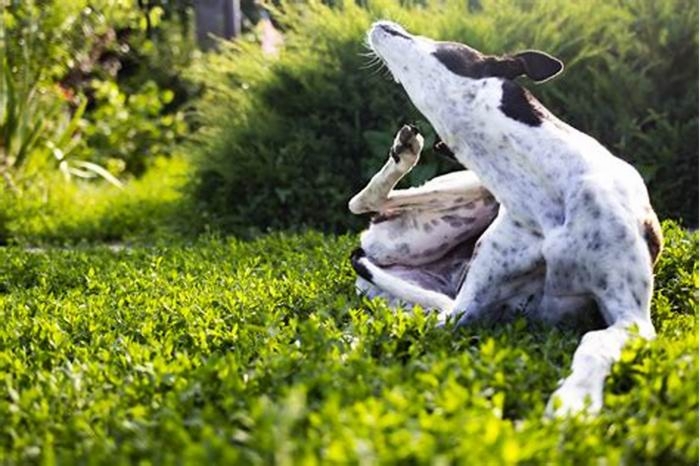 Can grass cause hives in dogs?