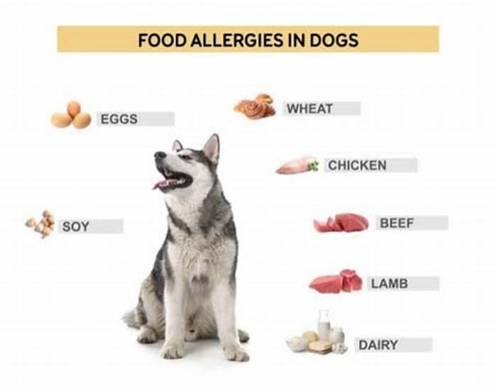 Can my dog suddenly develop a food allergy