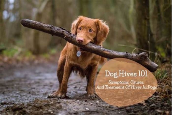 Can pets trigger hives