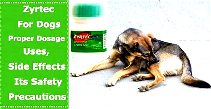 Can you give dogs Zyrtec for itching