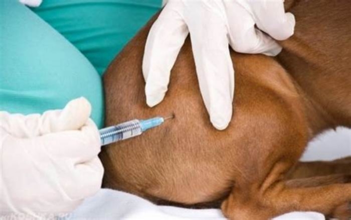 Do I need an injection after a dog scratch?