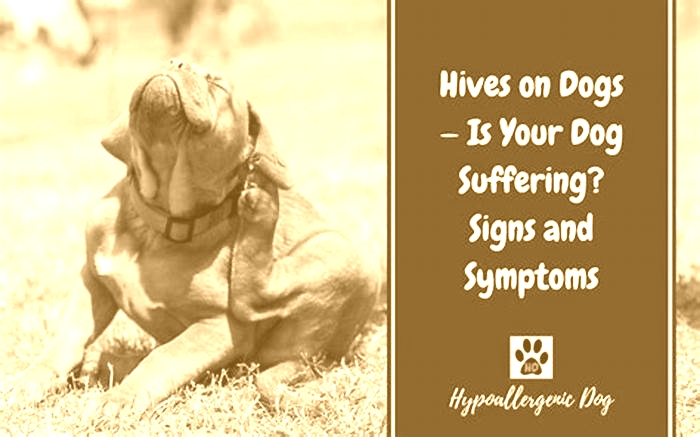 Do dog hives go away on their own?