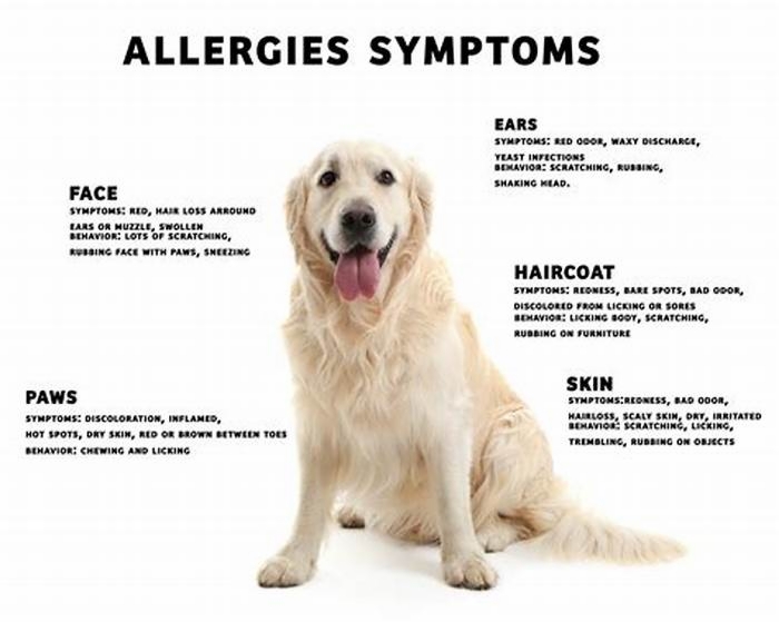 Do dogs allergies get worse with age?