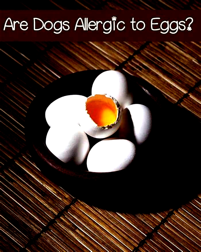 Do eggs help itchy dogs