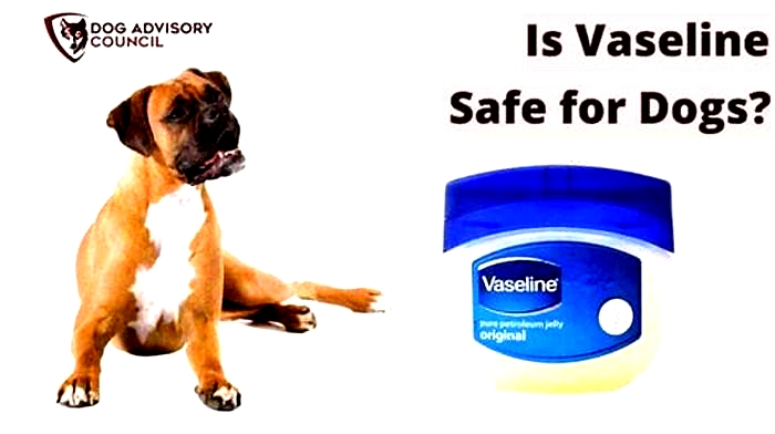 Does Vaseline help dog scratches?