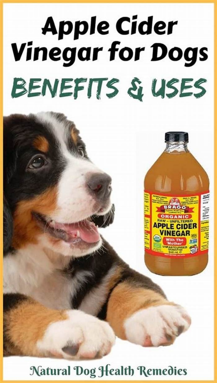 Does apple cider vinegar help dog hives?