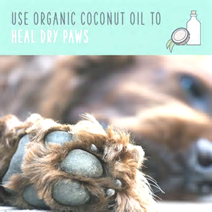 Does coconut oil help dogs with itchy paws?