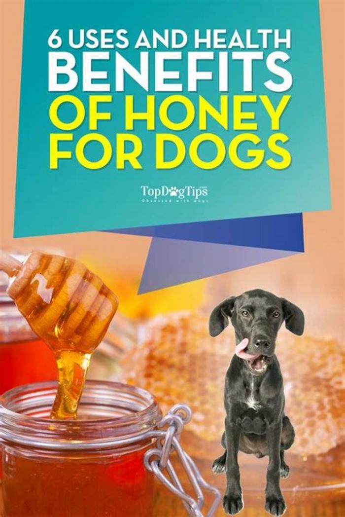 Does honey help with dog allergies?