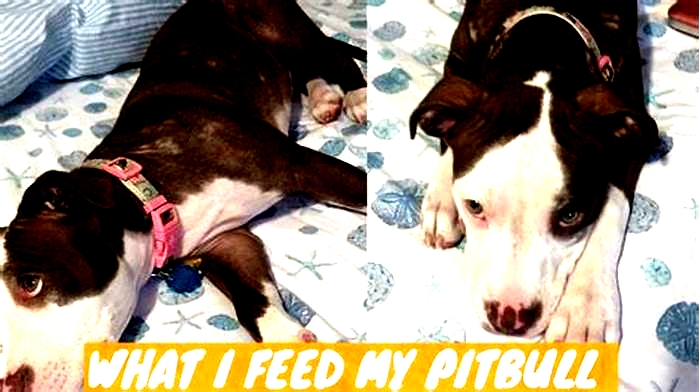 How can I help my pitbull with itchy skin?