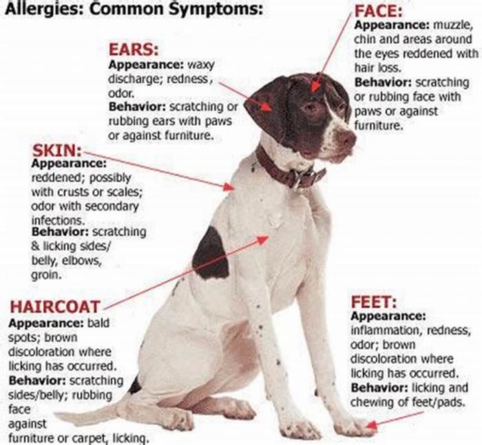 How can you tell if a dog is allergic to chicken?