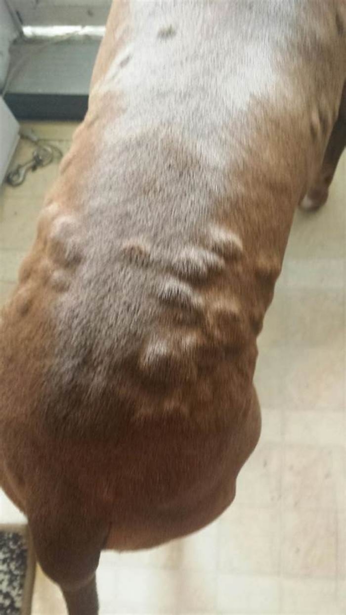 How do I get rid of bumps on my pitbull