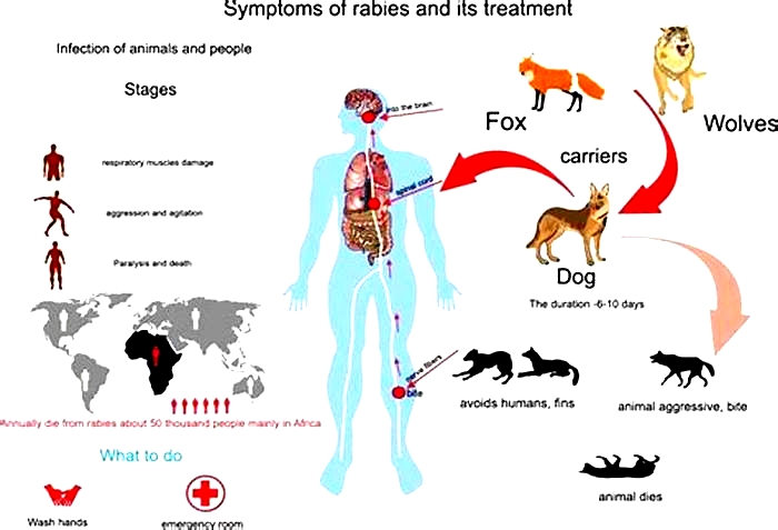 How do I know if I have rabies?