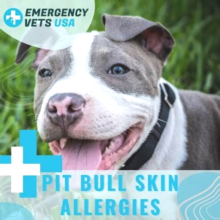 How do I know if my Pit Bull has allergies