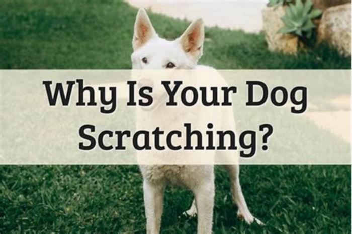 How do I know if my dog scratch is serious