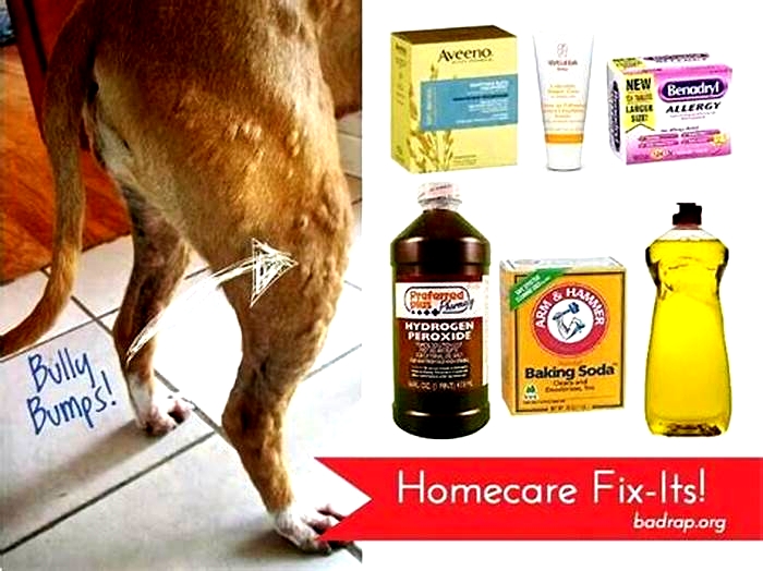 How do I stop my dogs hives from itching