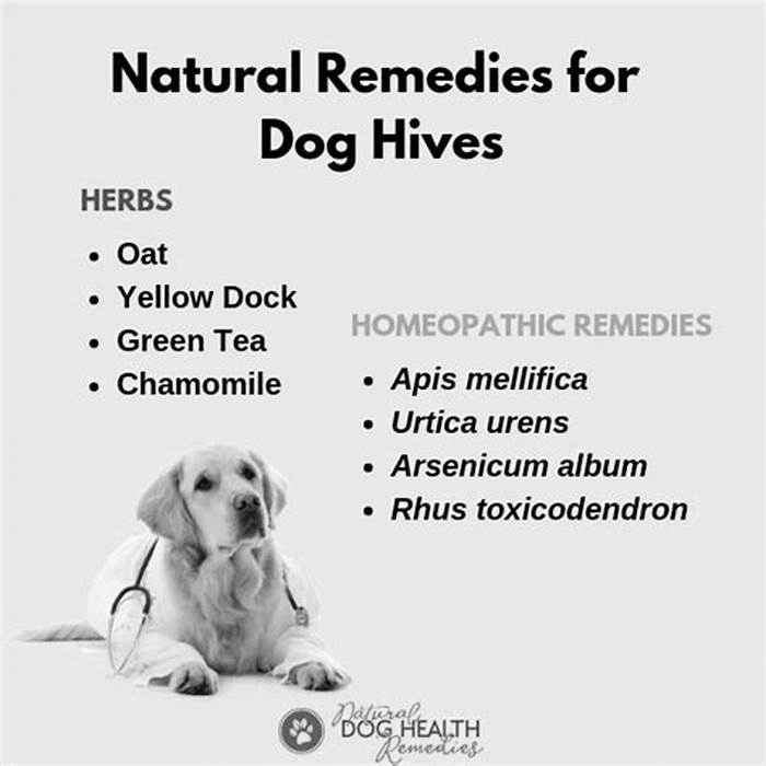 How do you calm a dog's hives?