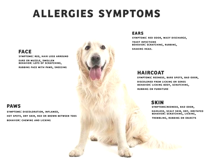 How do you get rid of a dog allergy rash