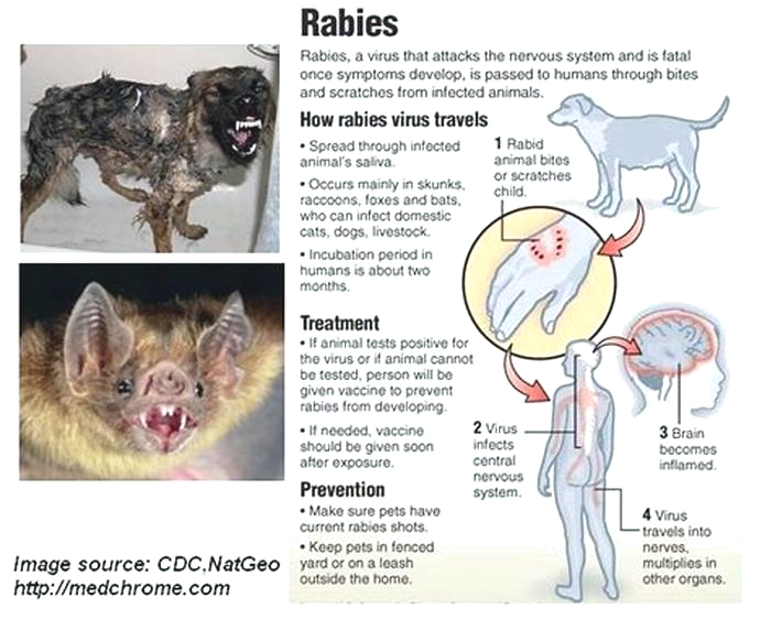 How do you rule out rabies?