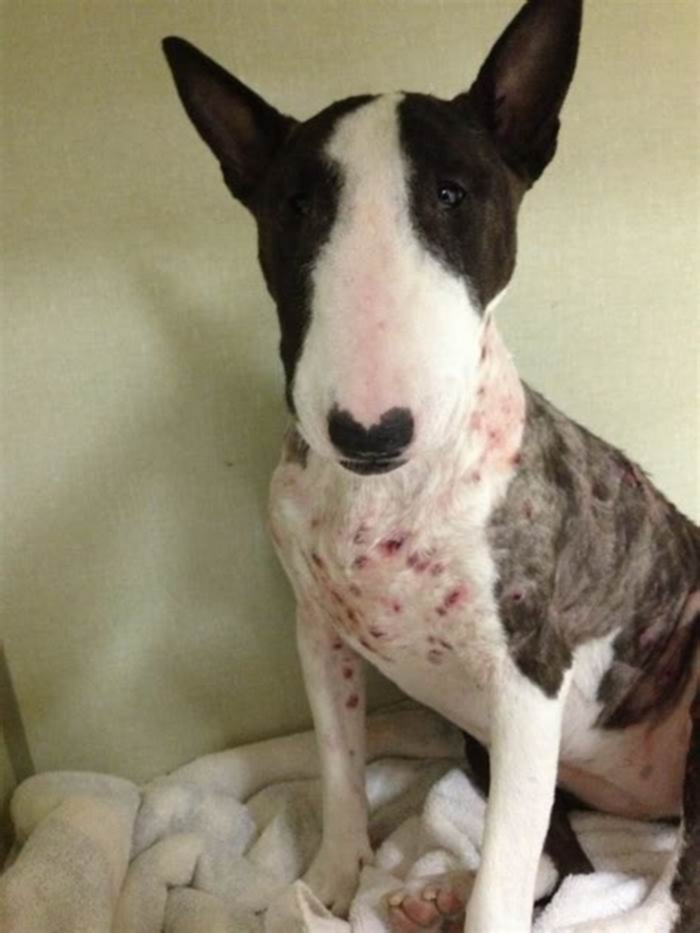 How do you treat a bull terrier's itchy skin?