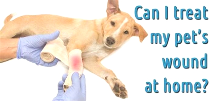 How do you treat an itchy dog wound?