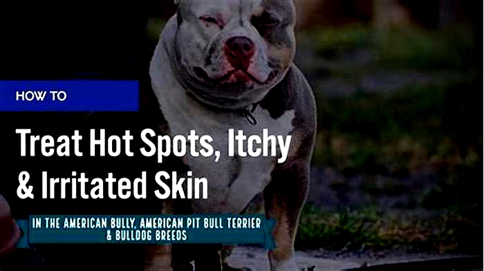 How do you treat bumps on a pitbull?