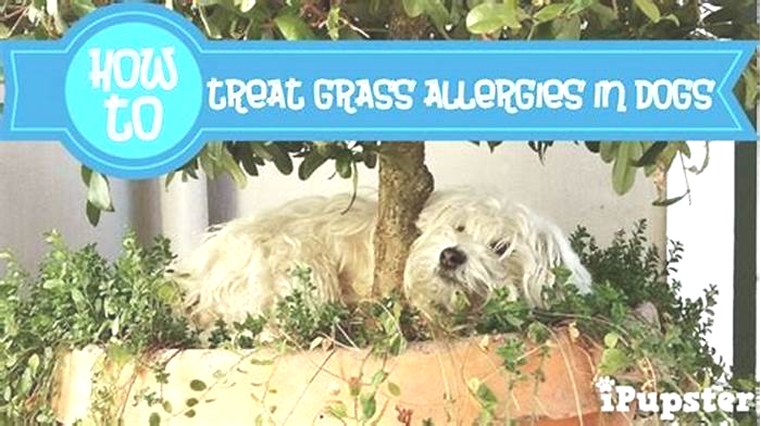 How do you treat grass allergies in dogs