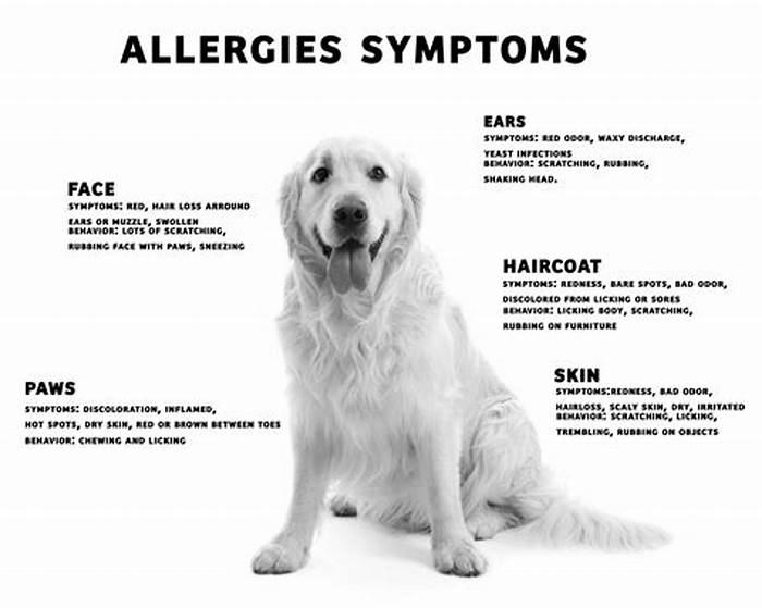 How do you treat hives from dog allergies?