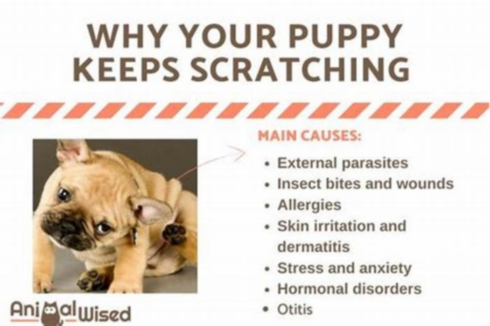 How long do dog scratches take to heal?