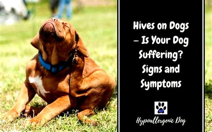 How long do hives from dogs last?